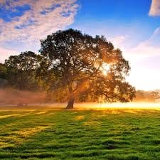 عبید اللہ avatar